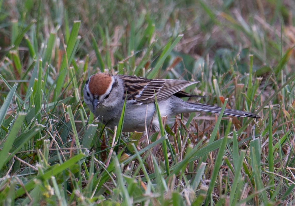 Chipping Sparrow - ML616970760