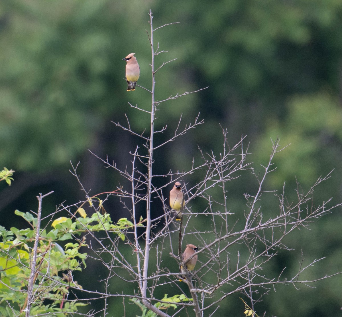 Cedar Waxwing - ML616970762