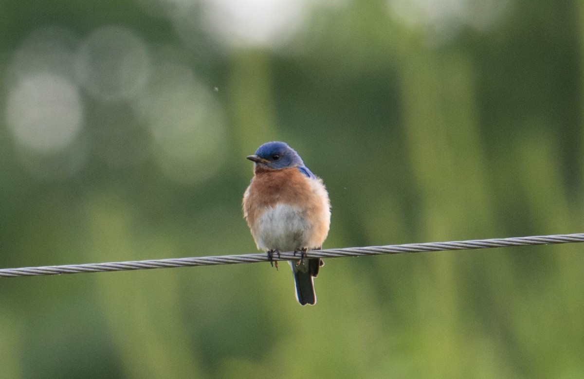 Eastern Bluebird - ML616970768