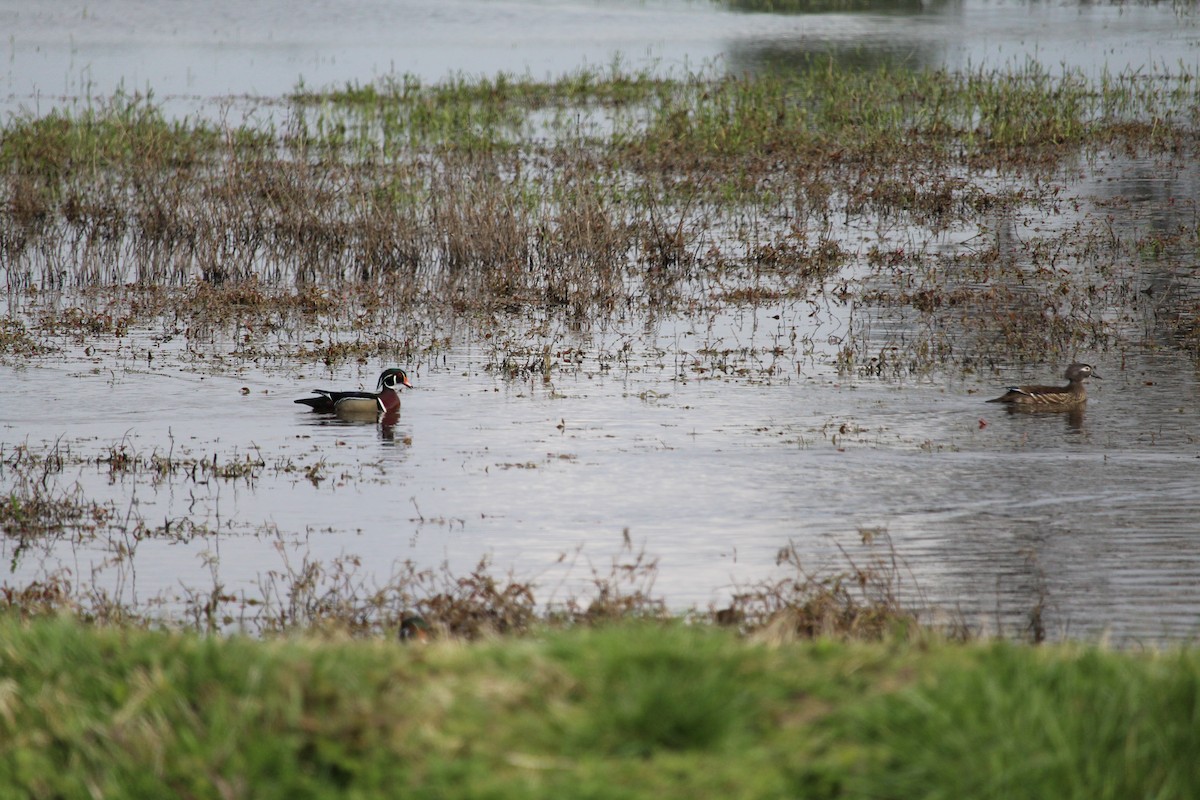 Wood Duck - ML616970769