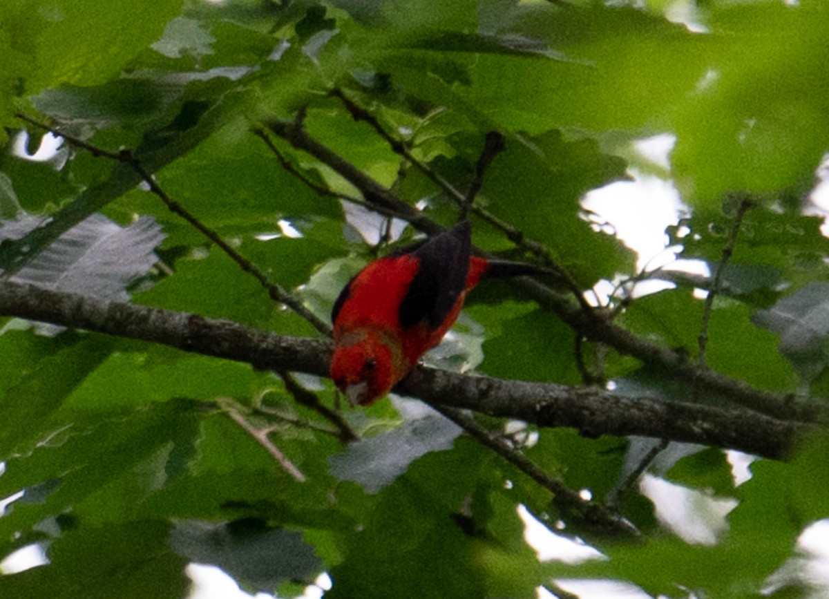 Scarlet Tanager - Jordan Broadhead