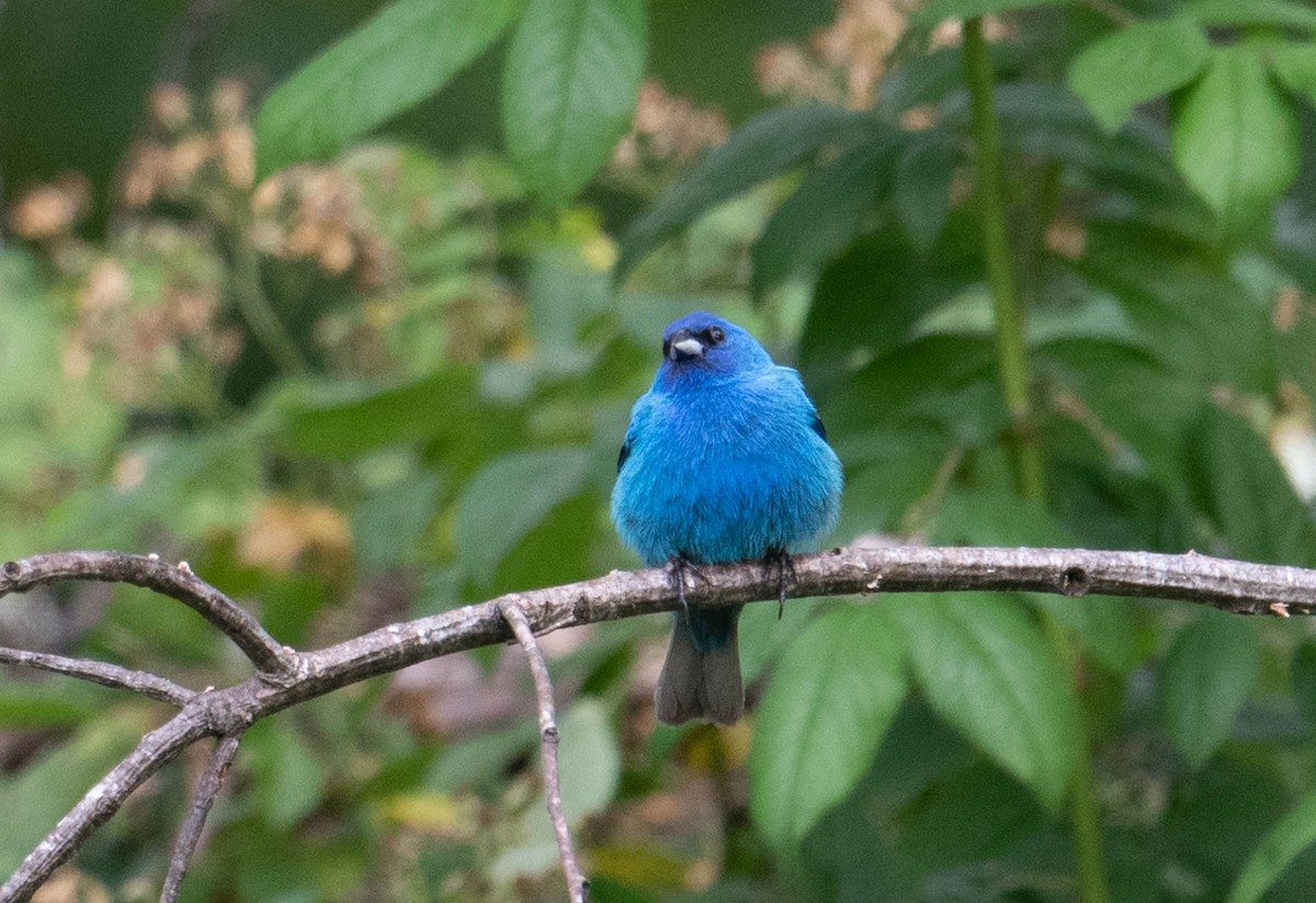 Indigo Bunting - ML616970776