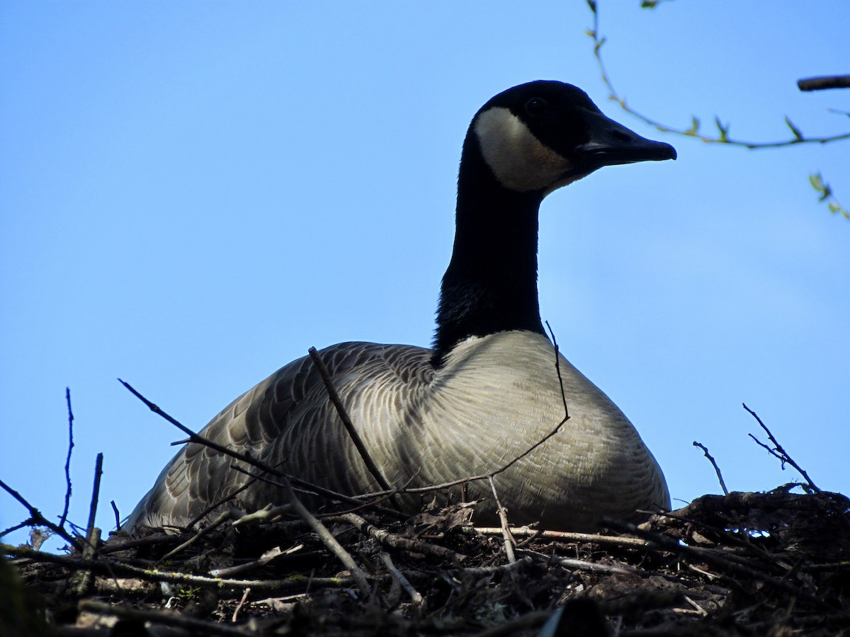 Canada Goose - ML616970805