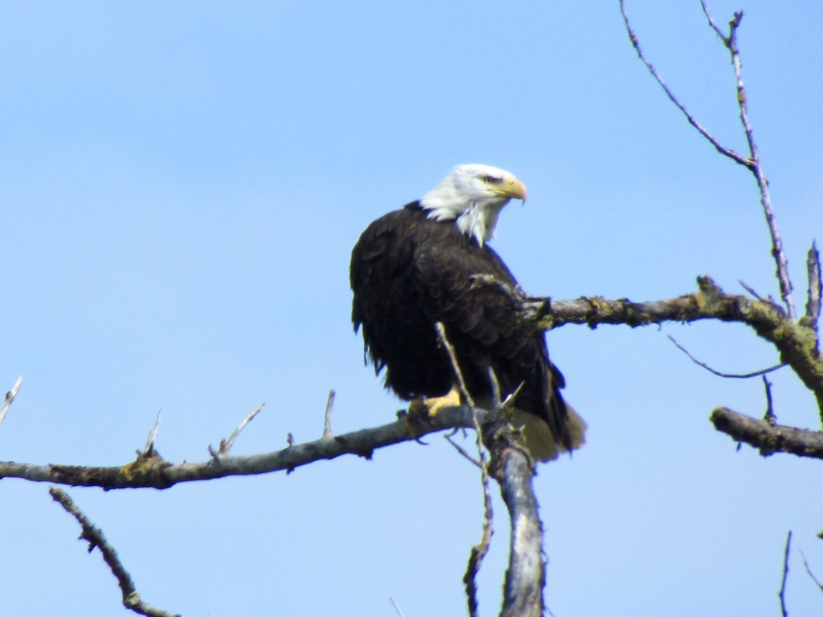 Bald Eagle - Jacobo Treto