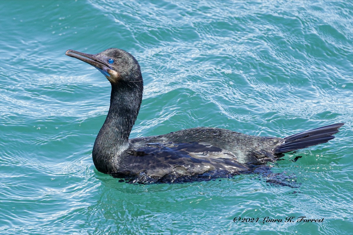 Brandt's Cormorant - ML616970834