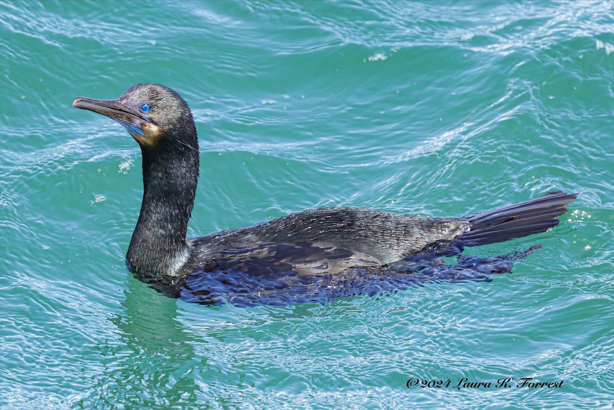 Brandt's Cormorant - ML616970835