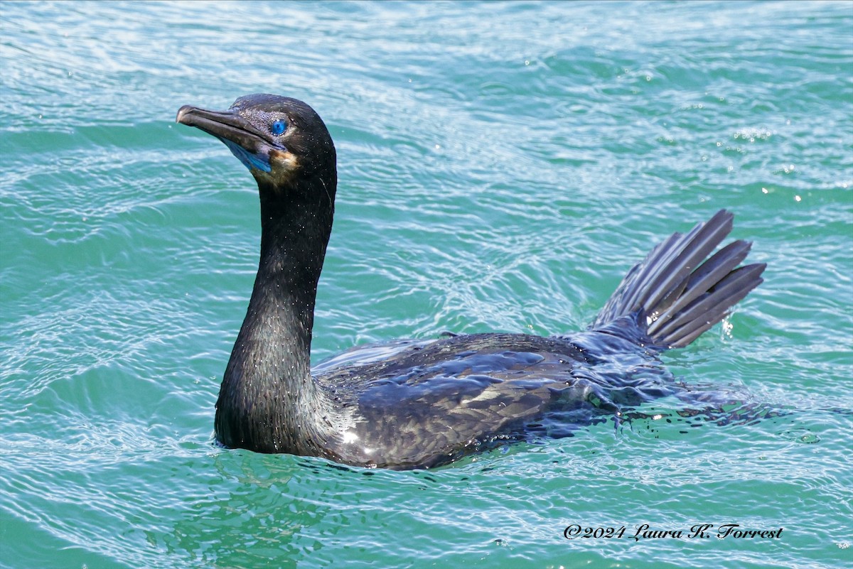 Brandt's Cormorant - ML616970836