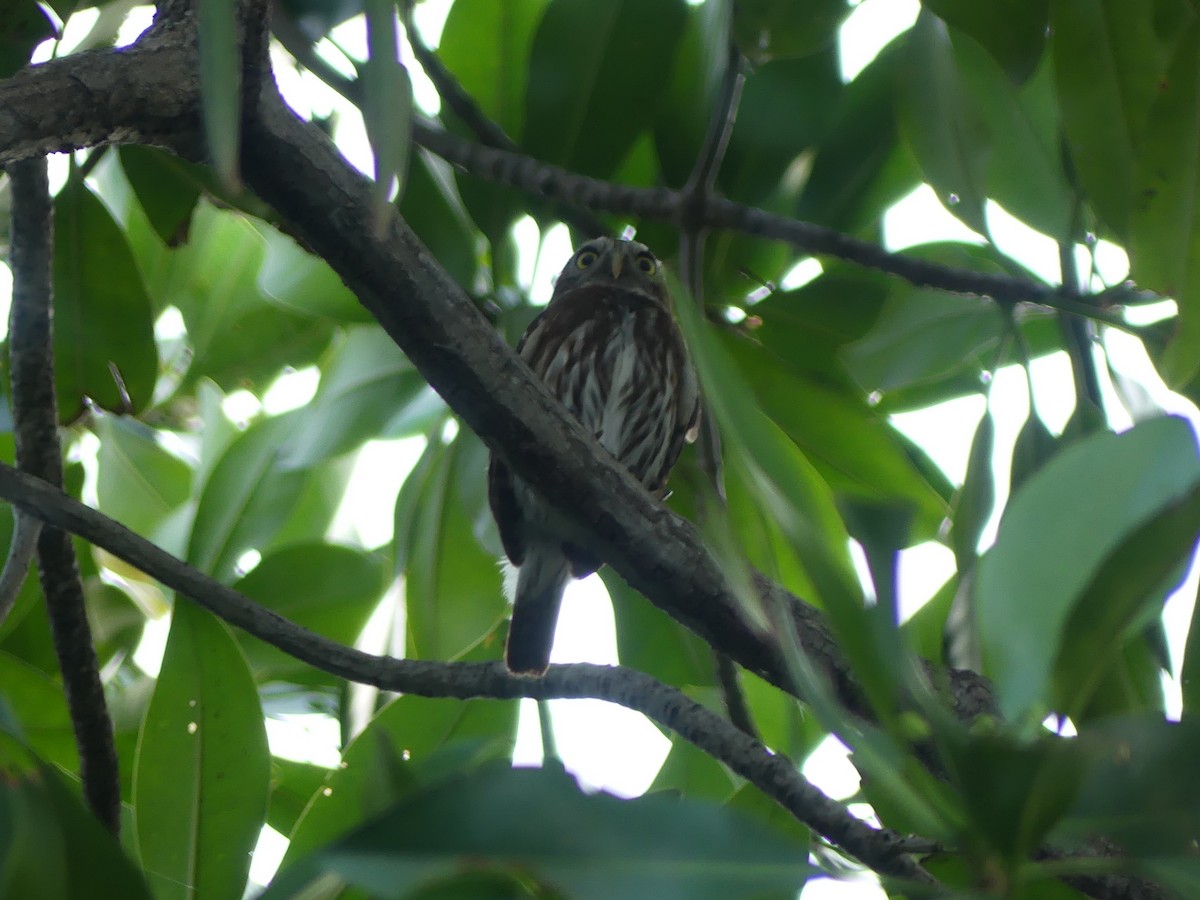 Ferruginous Pygmy-Owl - Blythe Brown
