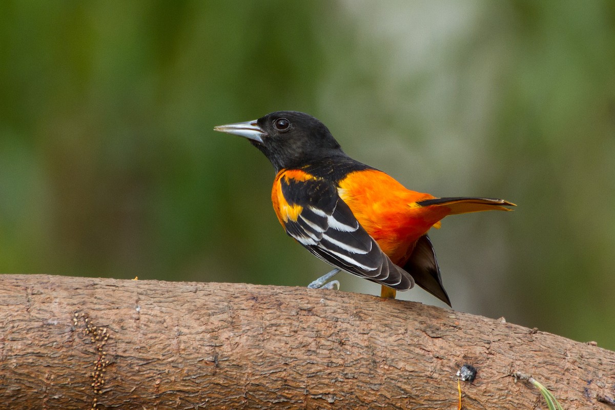 Baltimore Oriole - ML616970884