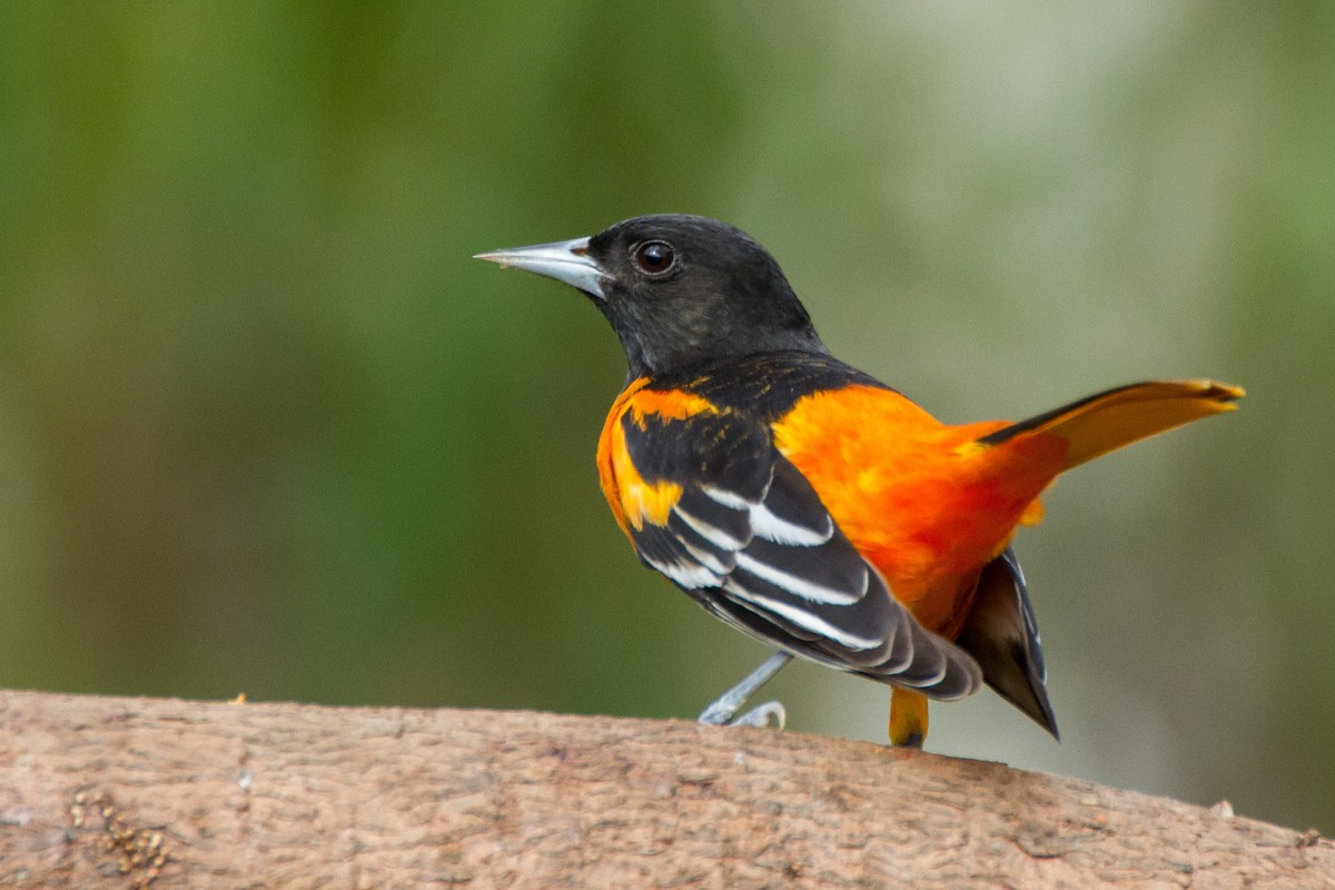 Baltimore Oriole - ML616970885