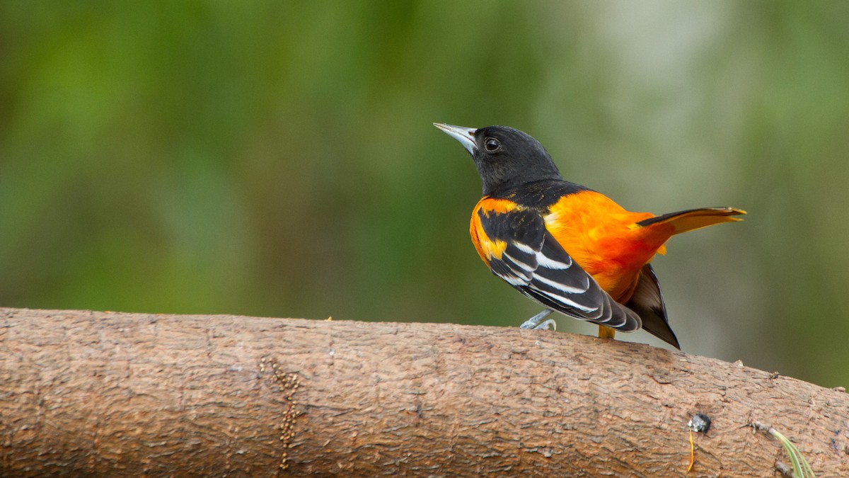 Baltimore Oriole - Stella Tea