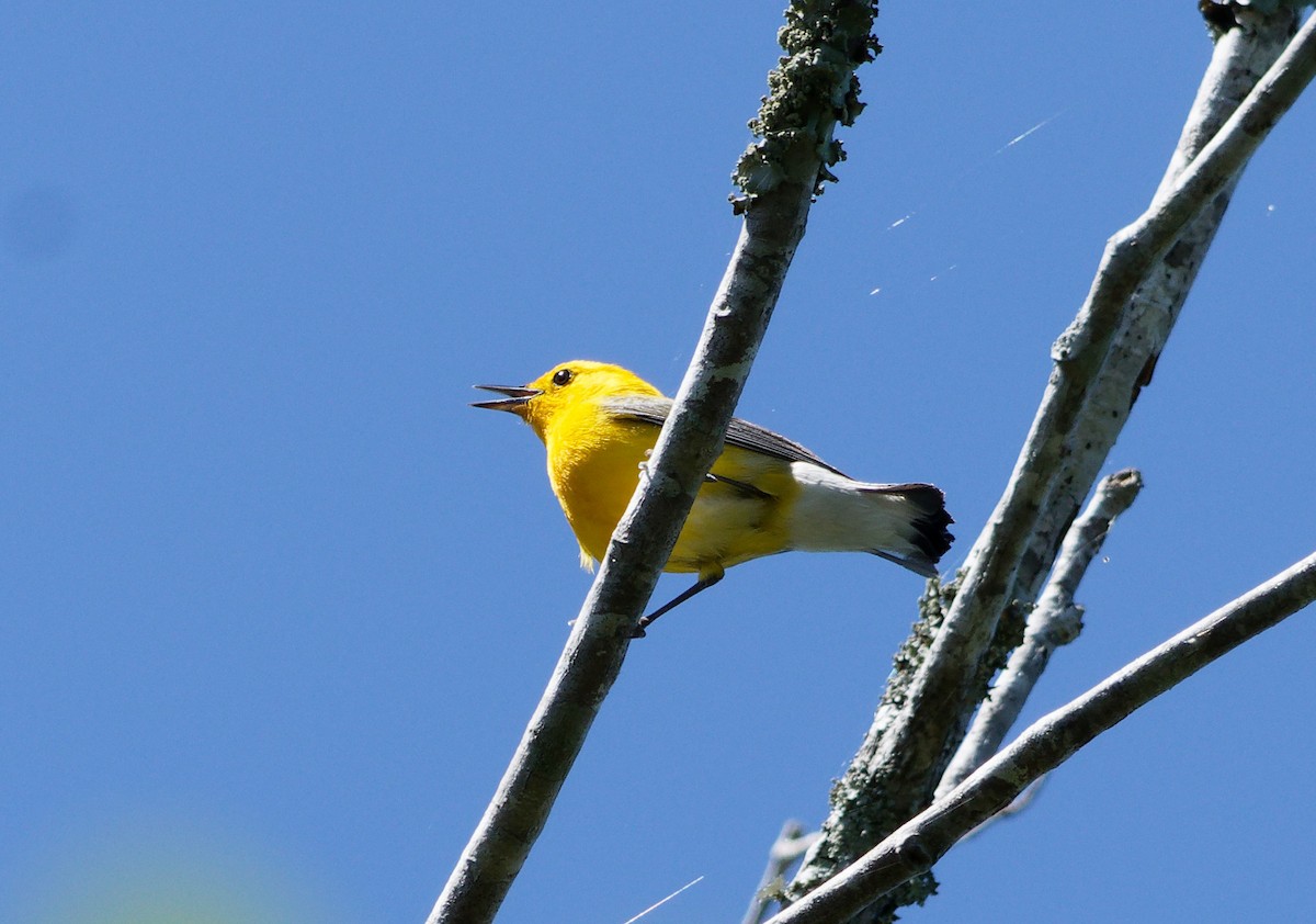 Prothonotary Warbler - David Goff