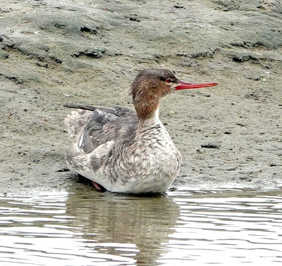 Red-breasted Merganser - ML616970908