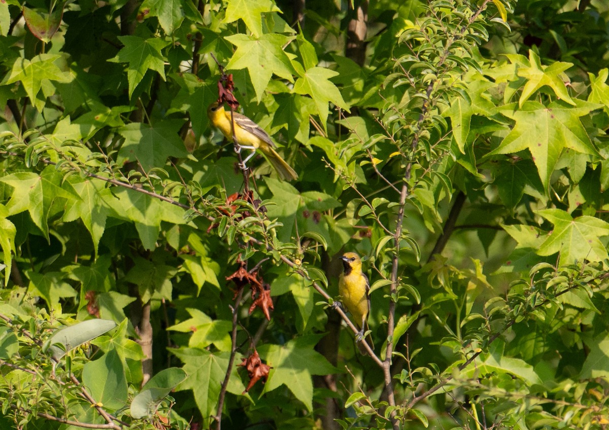 Orchard Oriole - Jordan Broadhead