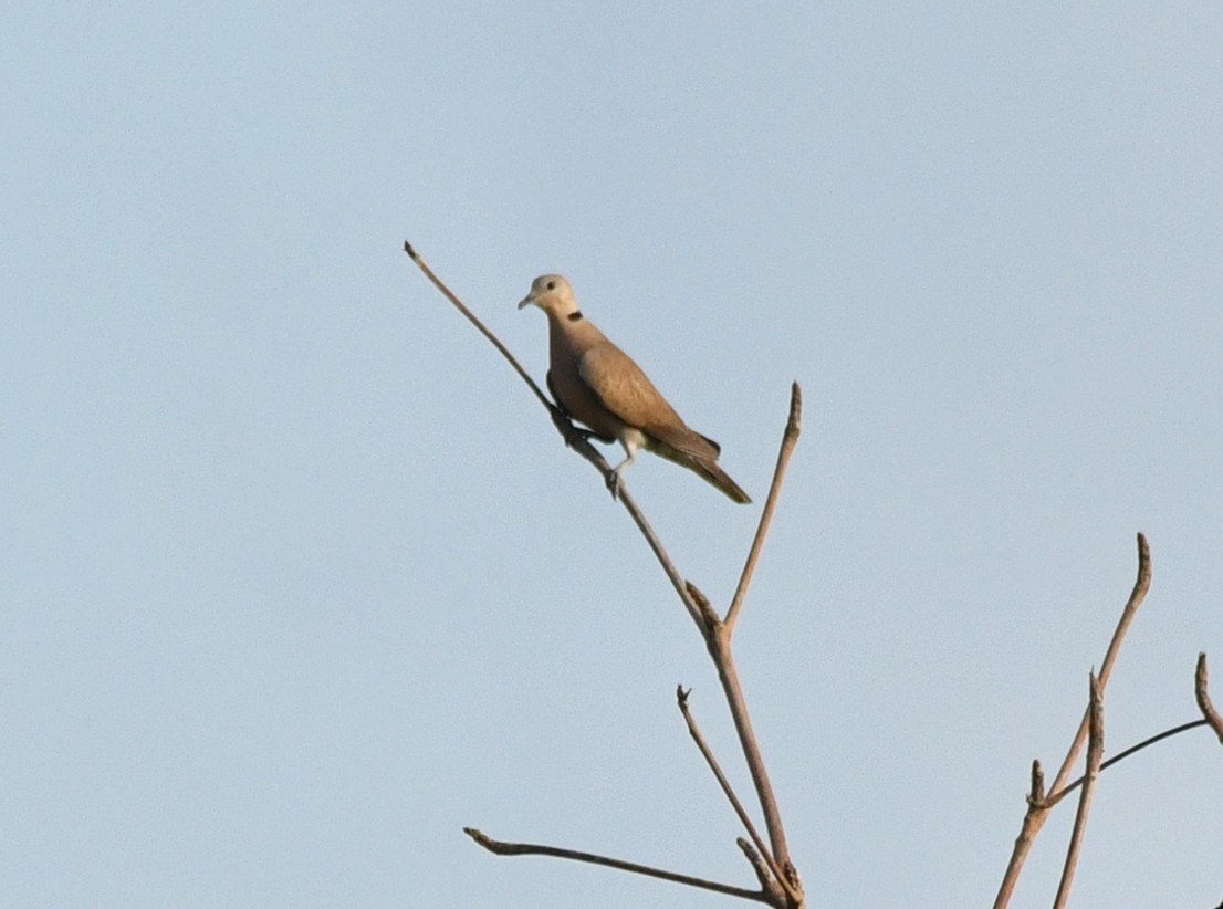 Red Collared-Dove - ML616970930