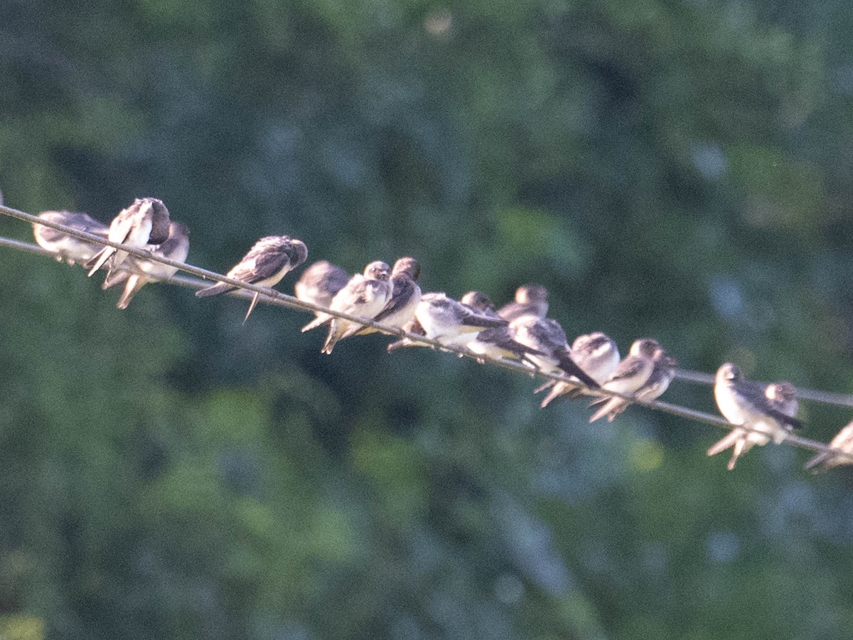 Northern Rough-winged Swallow - Jordan Broadhead