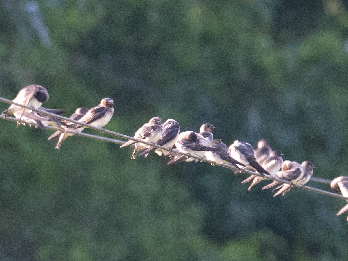 Northern Rough-winged Swallow - Jordan Broadhead