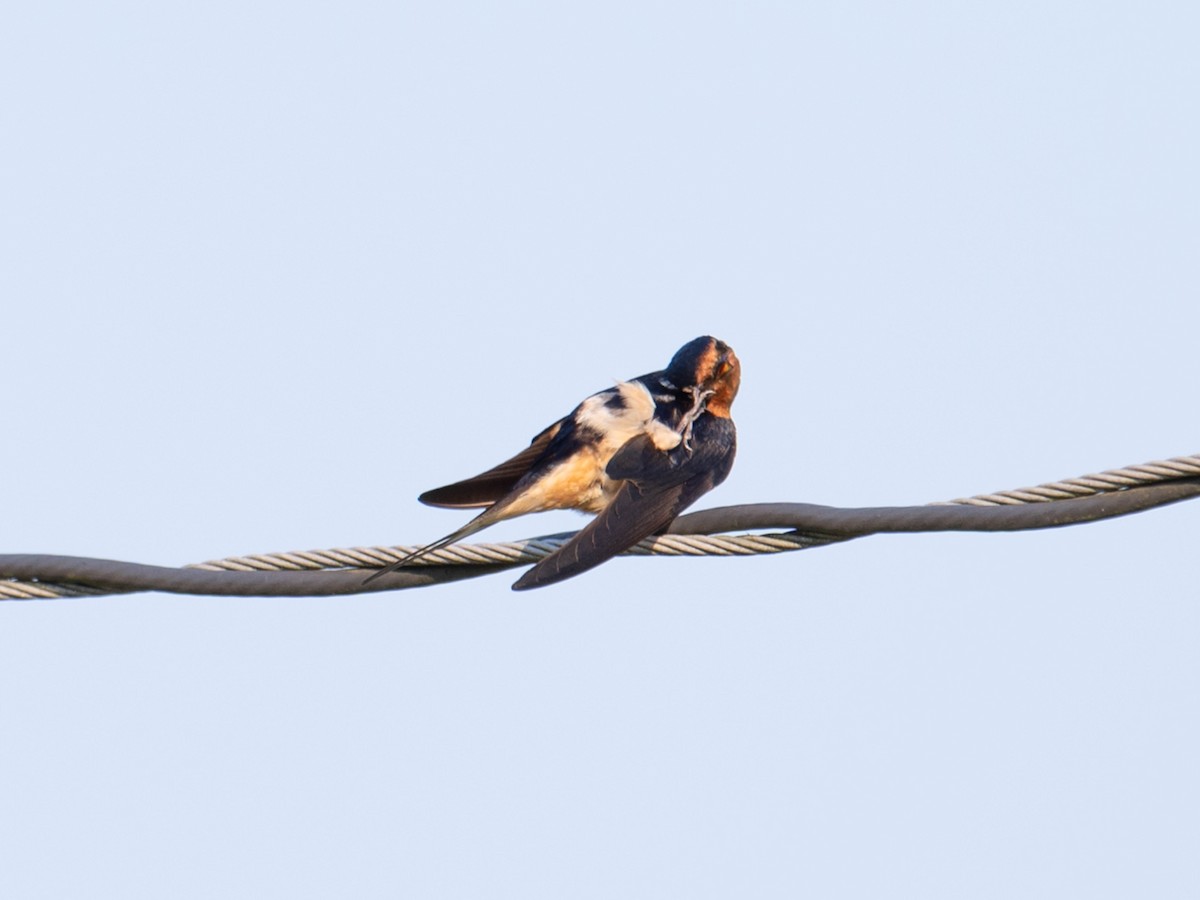 Barn Swallow - Jordan Broadhead