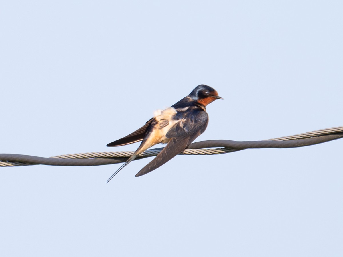 Barn Swallow - Jordan Broadhead