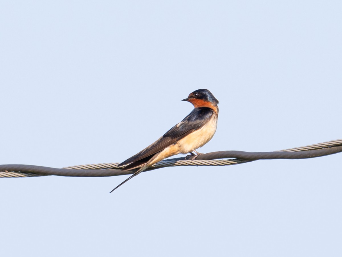 Barn Swallow - Jordan Broadhead