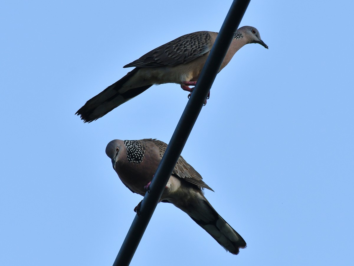 Spotted Dove - ML616970953