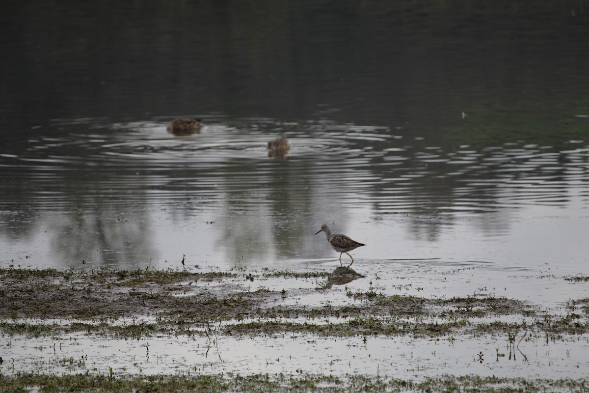 Greater Yellowlegs - ML616970968