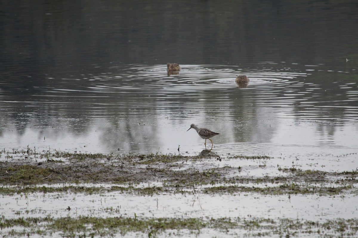 Greater Yellowlegs - ML616970970