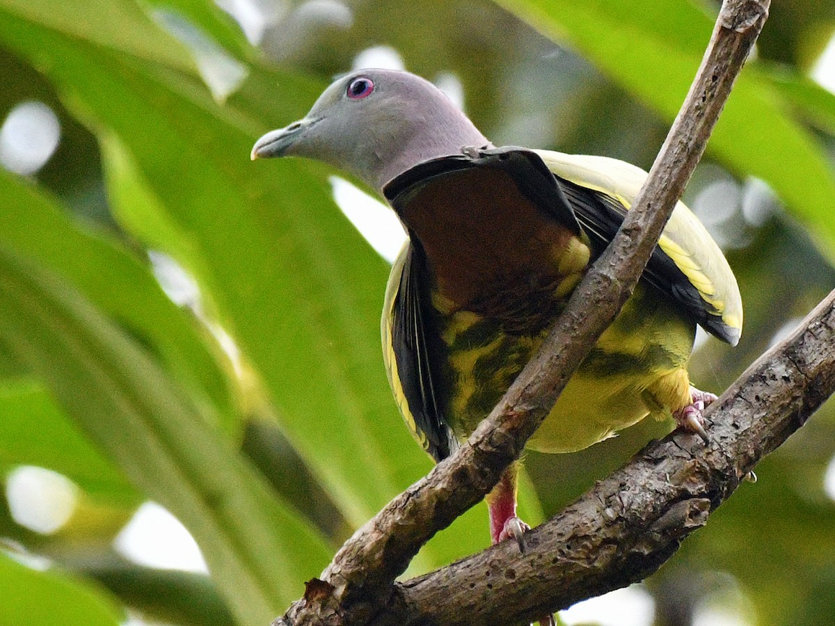 Pink-necked Green-Pigeon - ML616970981