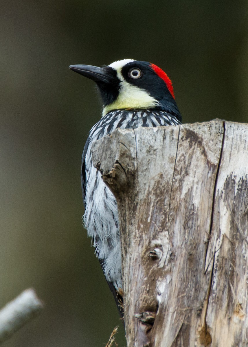 Acorn Woodpecker - ML616970984