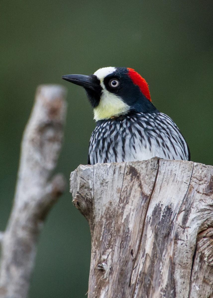 Acorn Woodpecker - ML616970986