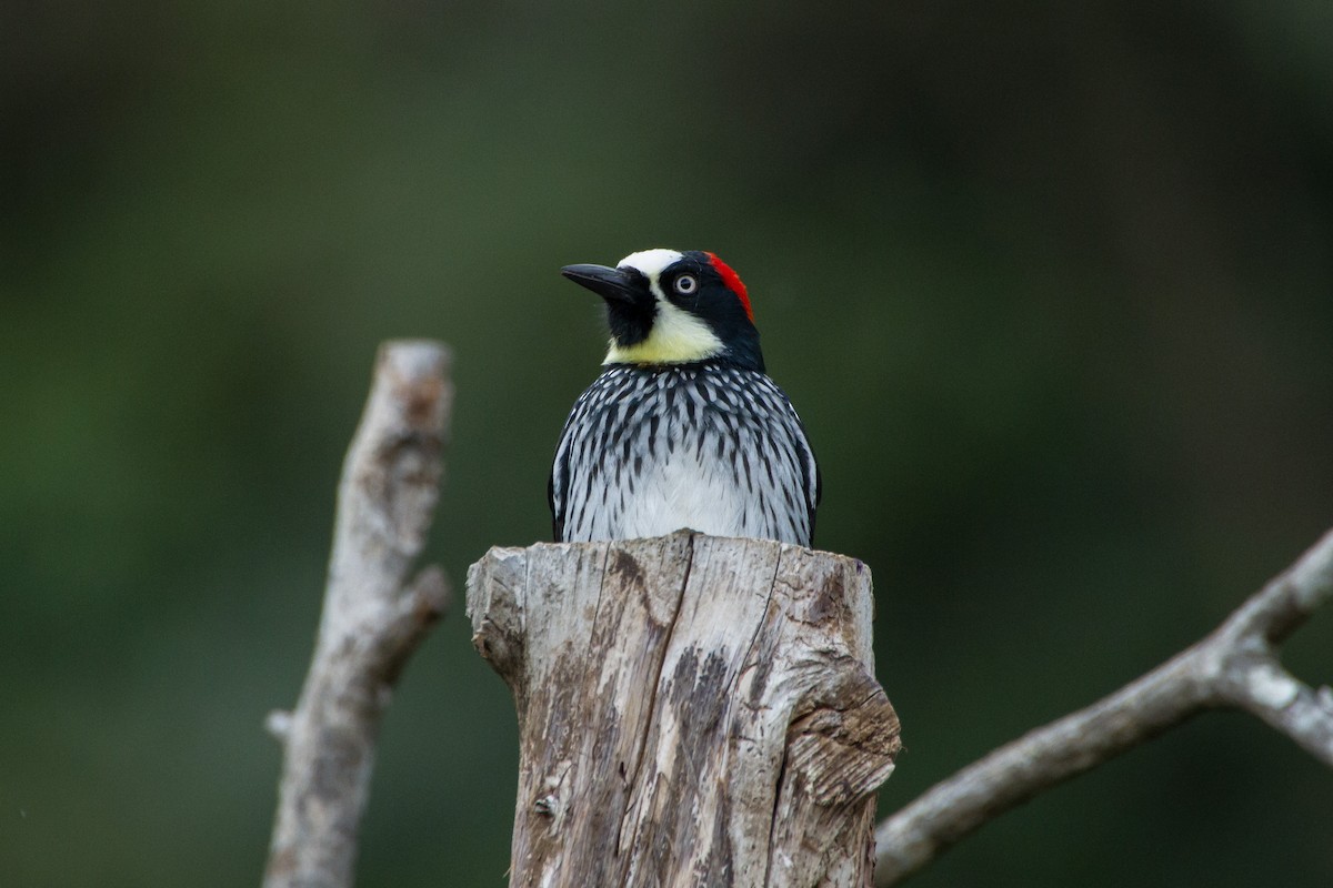 Acorn Woodpecker - ML616970989