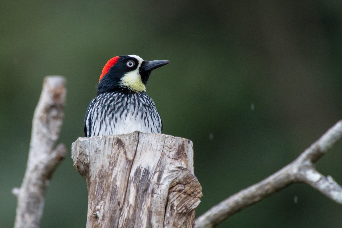 Acorn Woodpecker - ML616970990