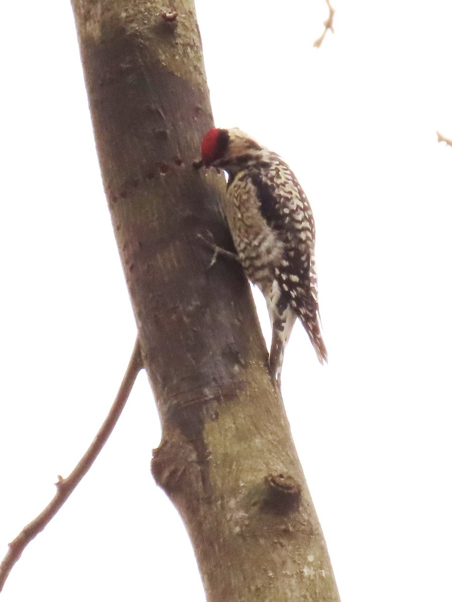 Yellow-bellied Sapsucker - ML616971006