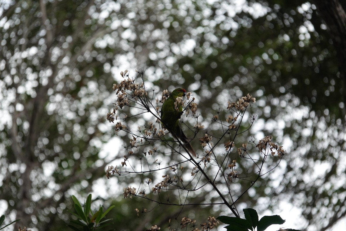 New Caledonian Parakeet - Mark Camilleri