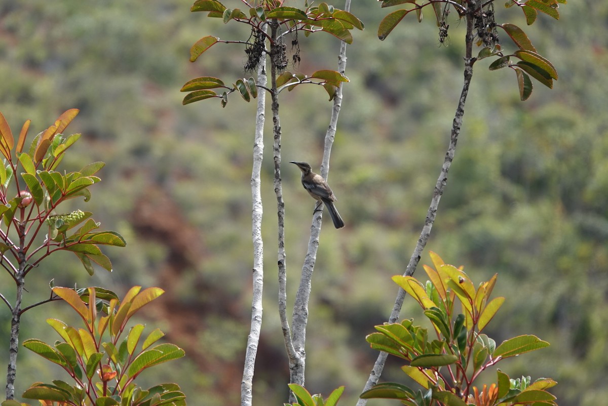 New Caledonian Friarbird - Mark Camilleri