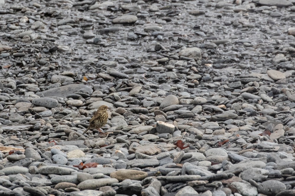 South Georgia Pipit - ML616971076