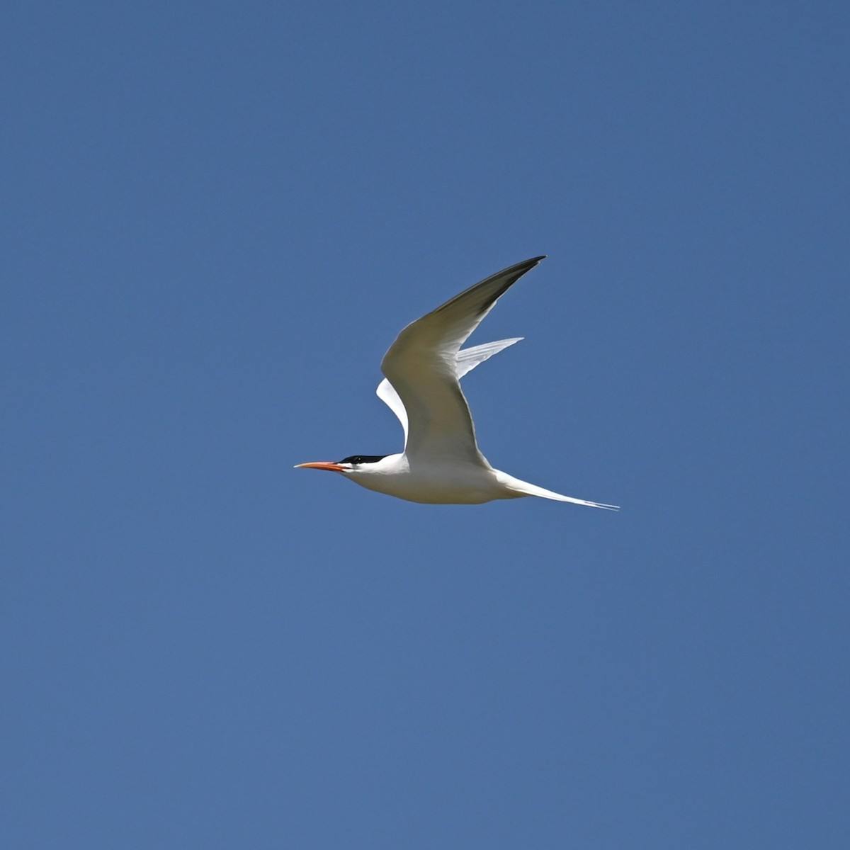 Elegant Tern - ML616971077