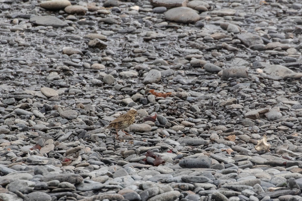 South Georgia Pipit - ML616971078