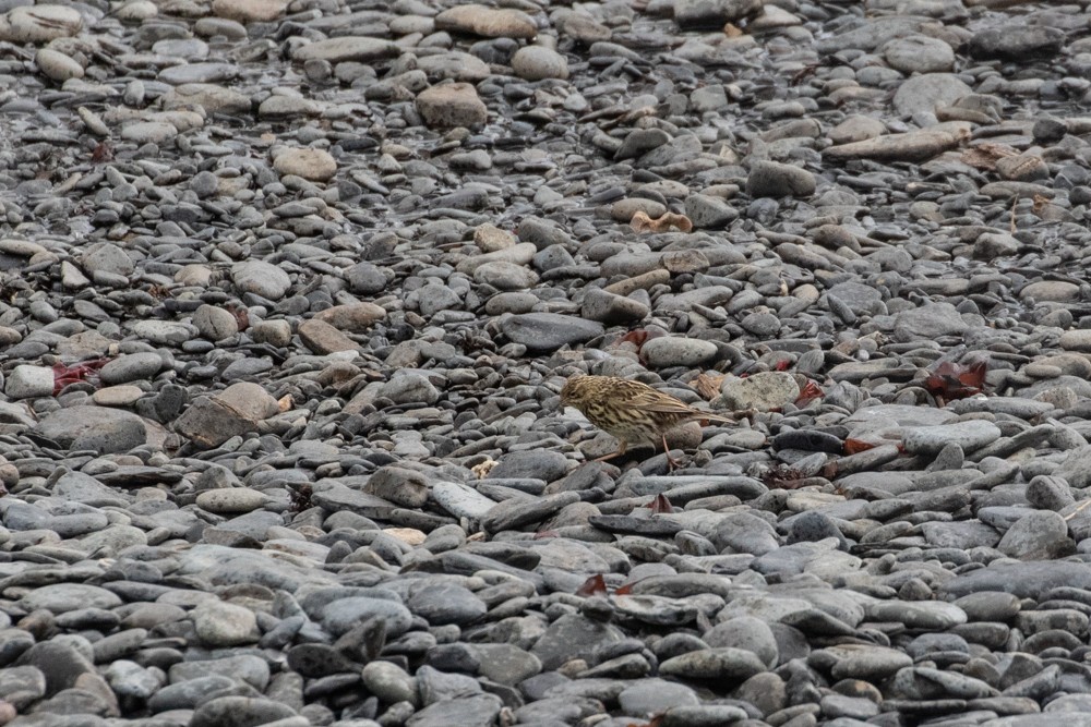 South Georgia Pipit - ML616971090