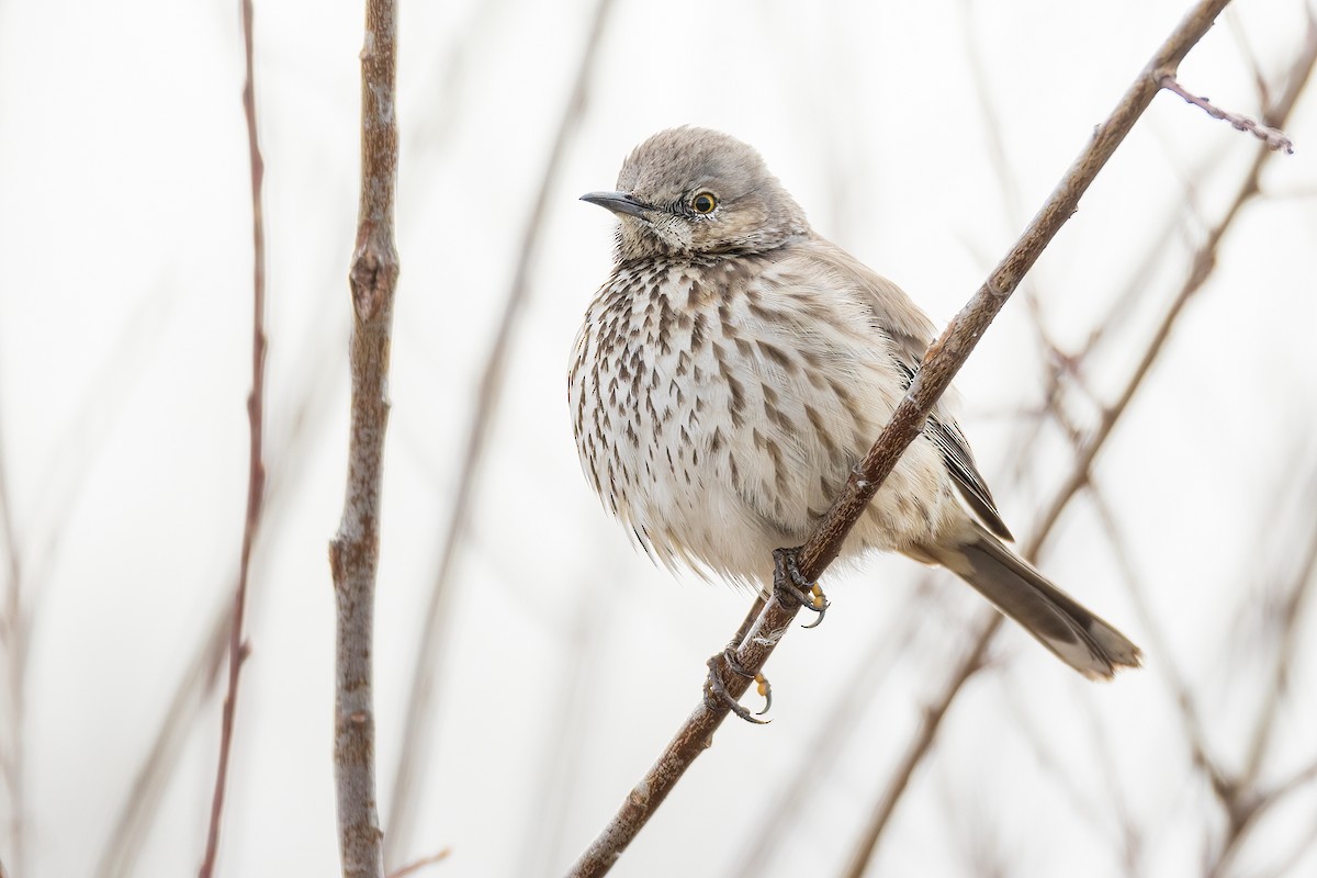 Sage Thrasher - Jeff Dyck