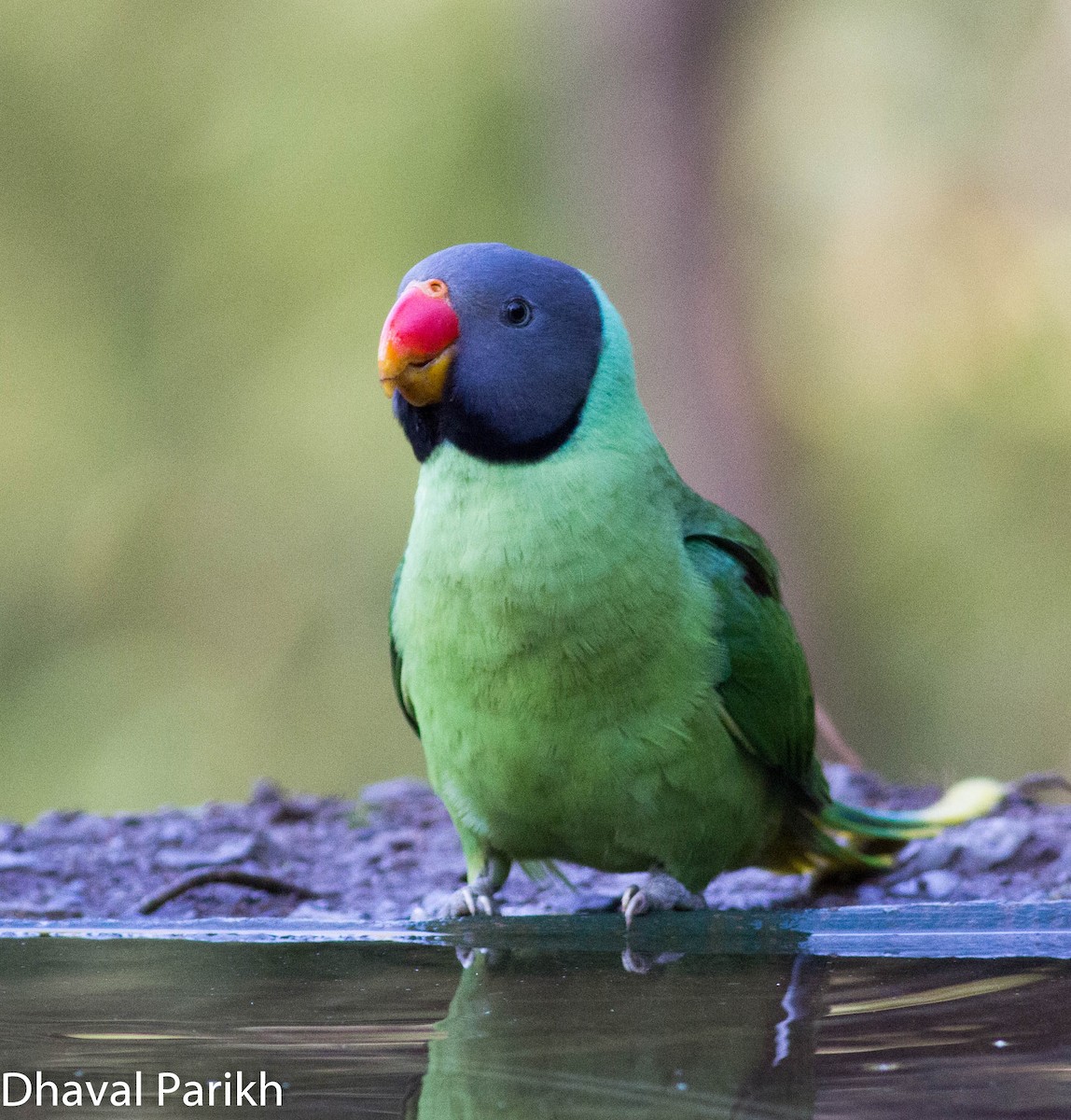 Slaty-headed Parakeet - Dhaval Parikh