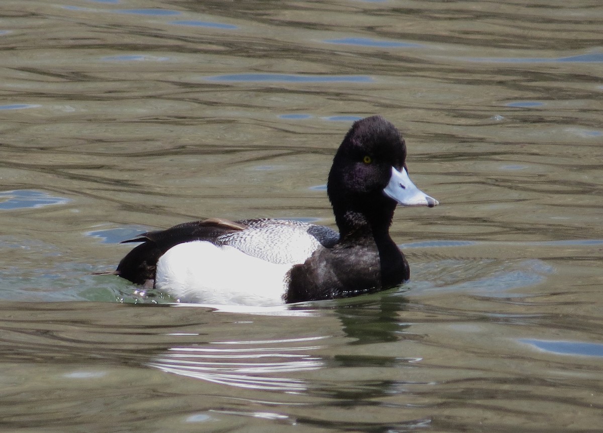 Lesser Scaup - Shaun Robson