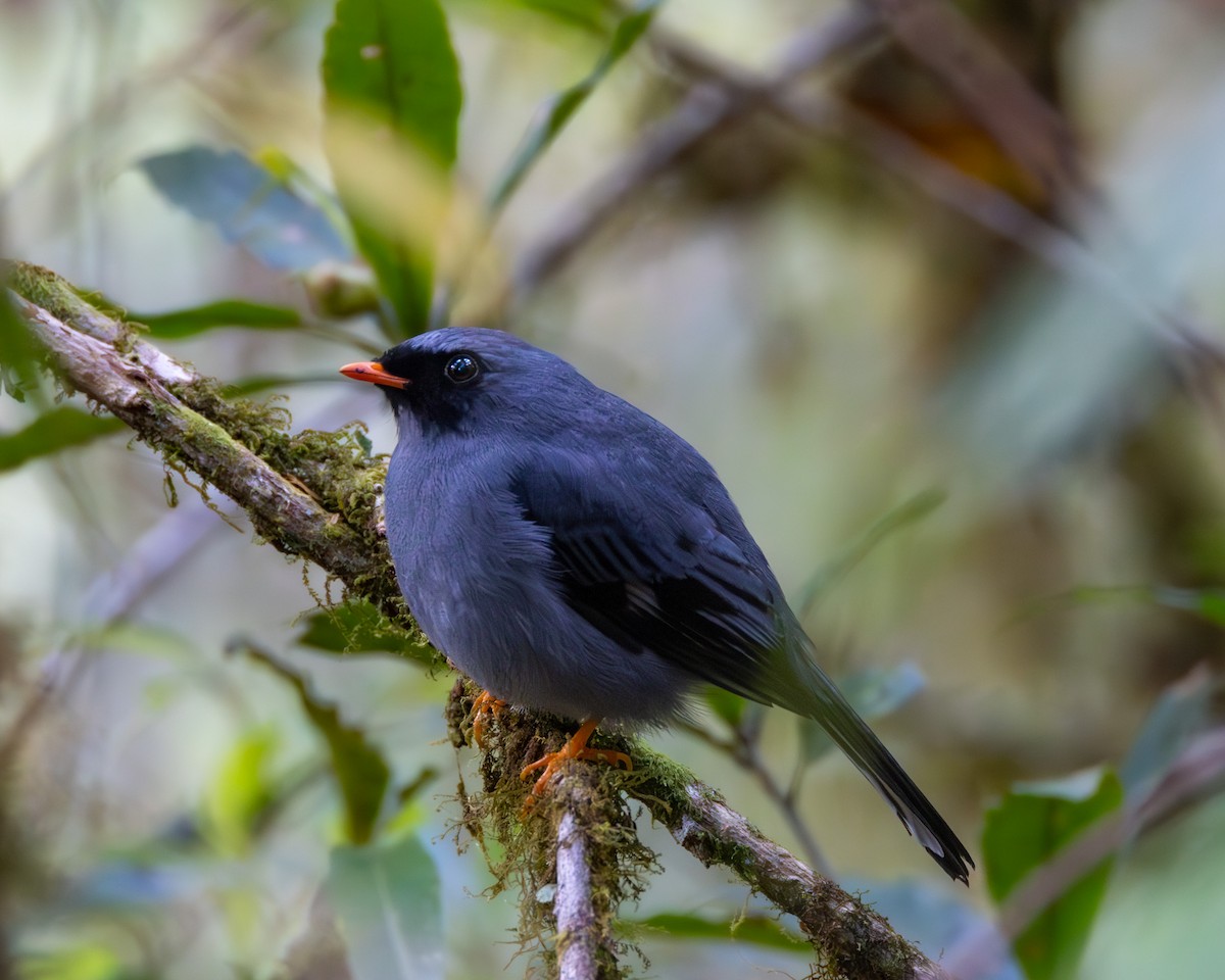 Black-faced Solitaire - ML616971127