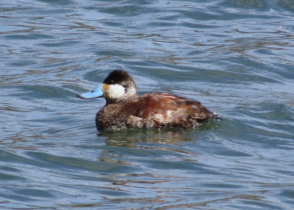 Ruddy Duck - Shaun Robson