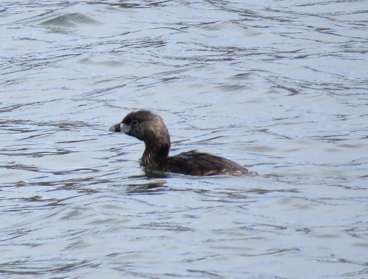 Pied-billed Grebe - Shaun Robson