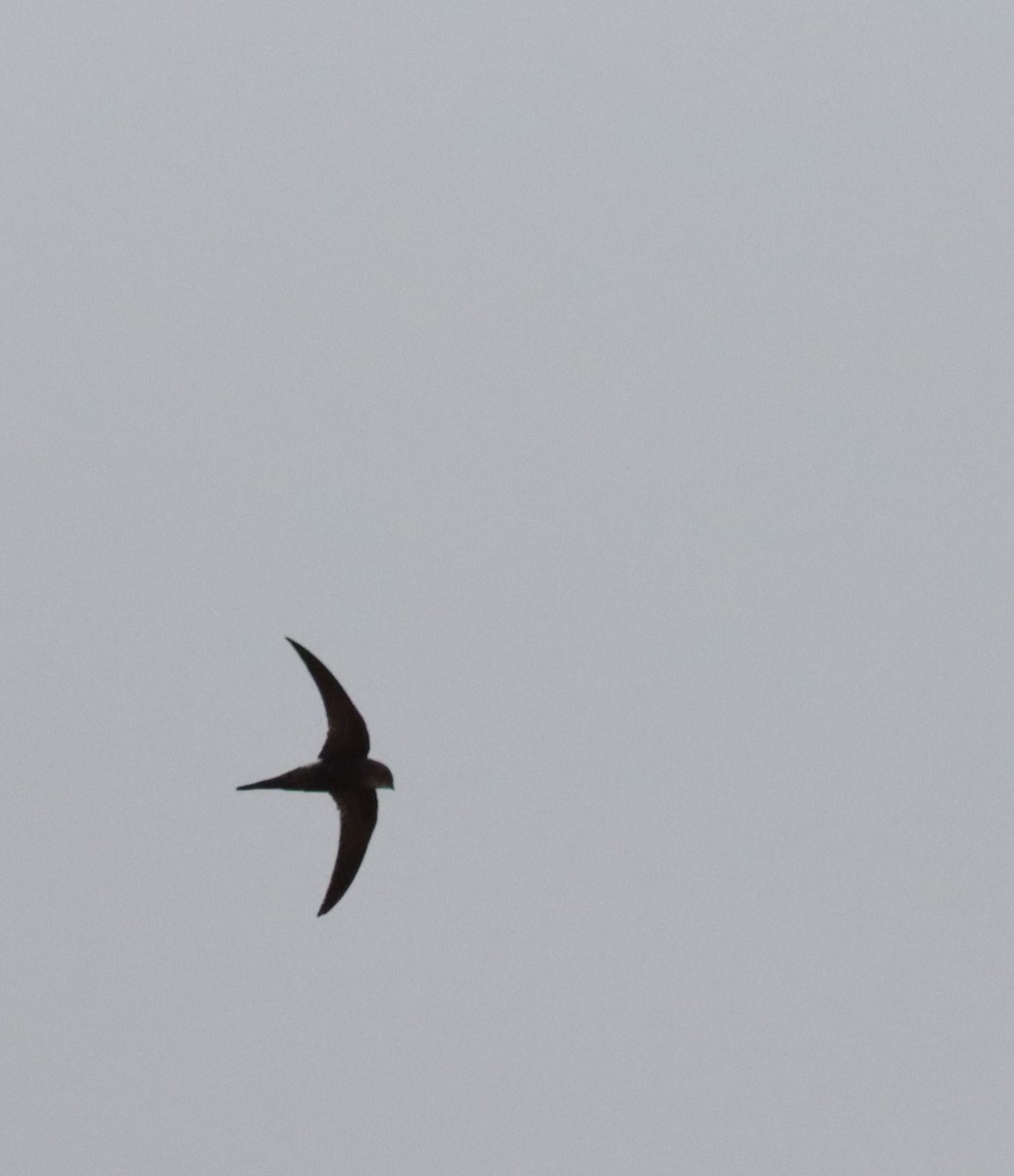 Pacific Swift - ML616971135