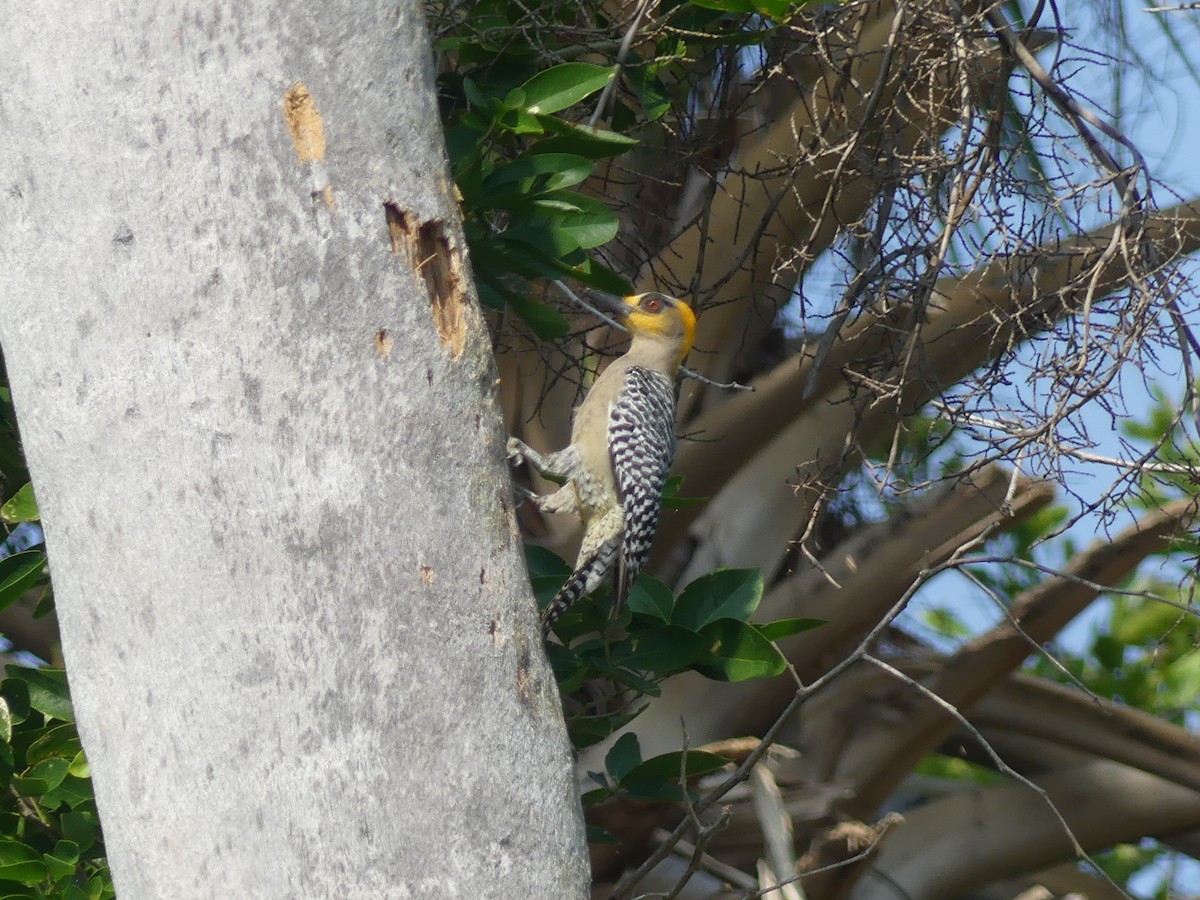 Golden-cheeked Woodpecker - Blythe Brown