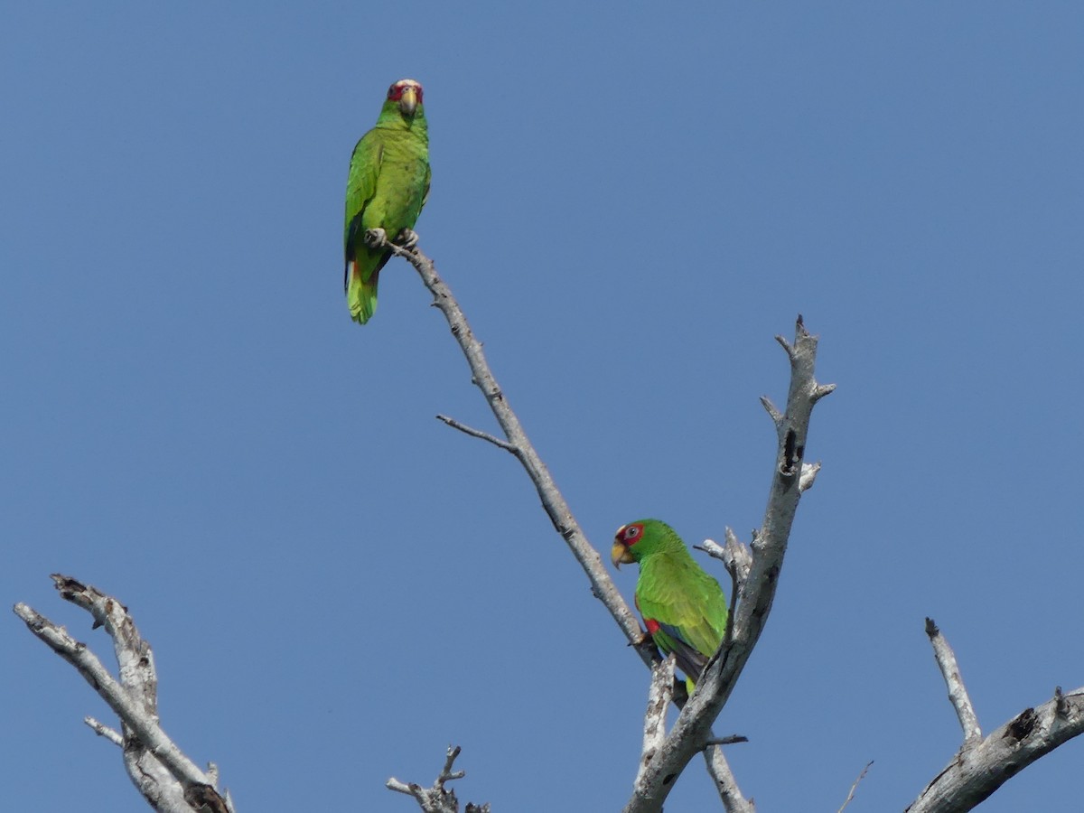 White-fronted Parrot - Blythe Brown