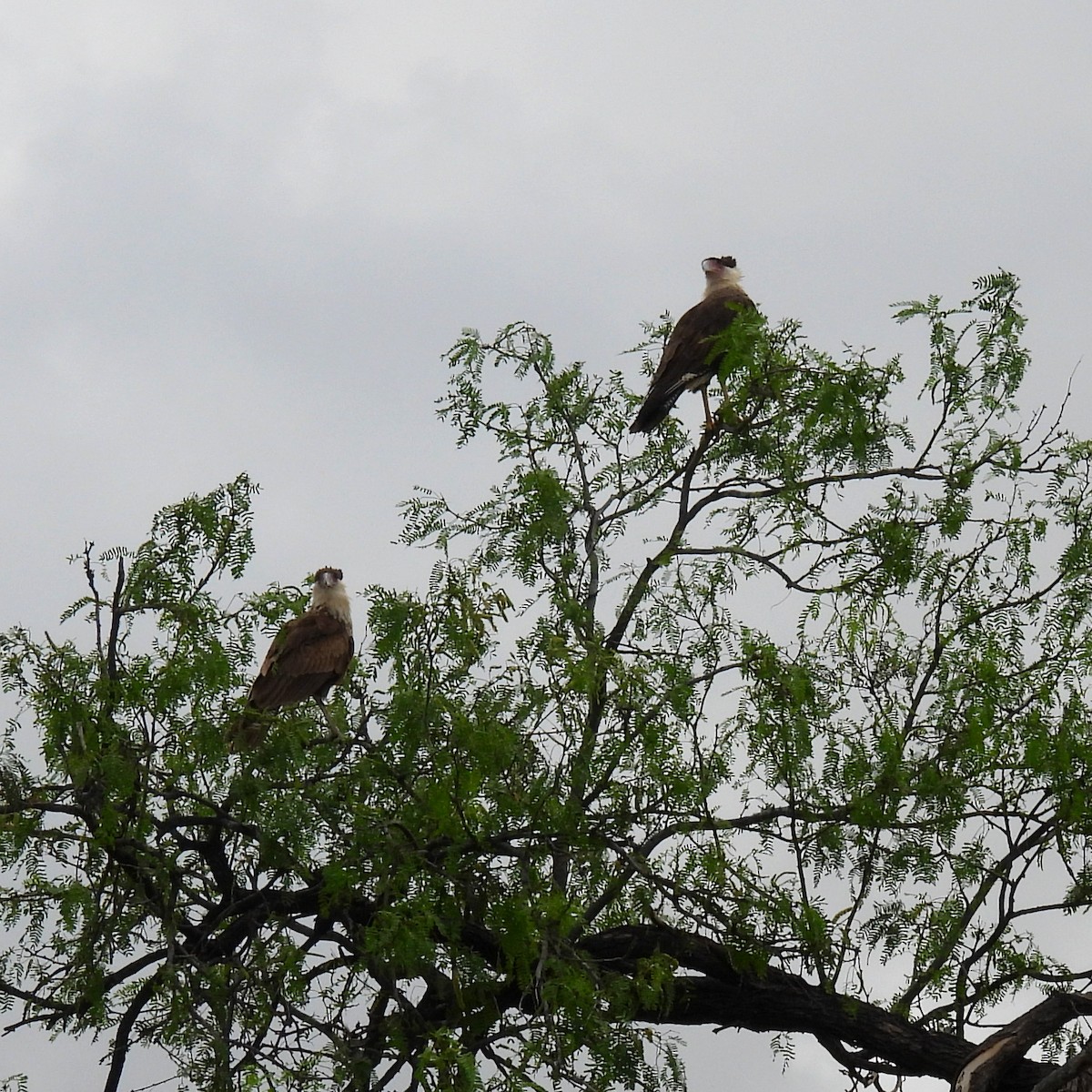 Crested Caracara - Mary Tannehill