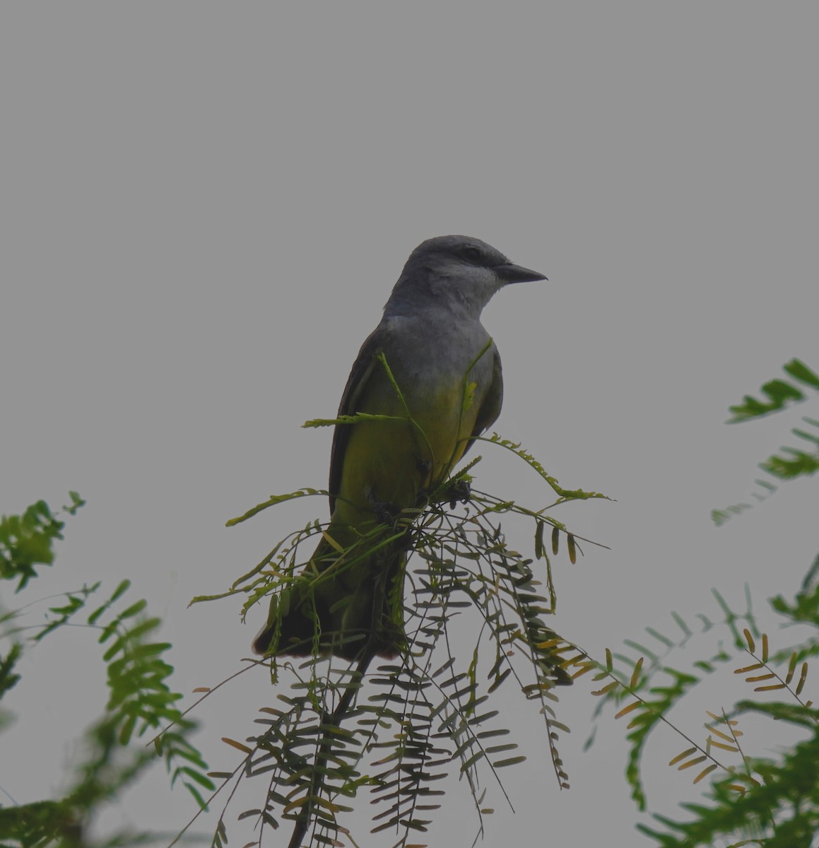 Western Kingbird - ML616971199